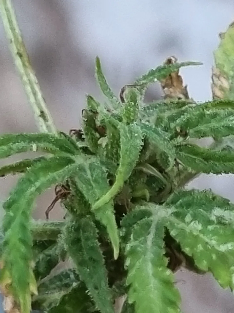 planta2.jpg