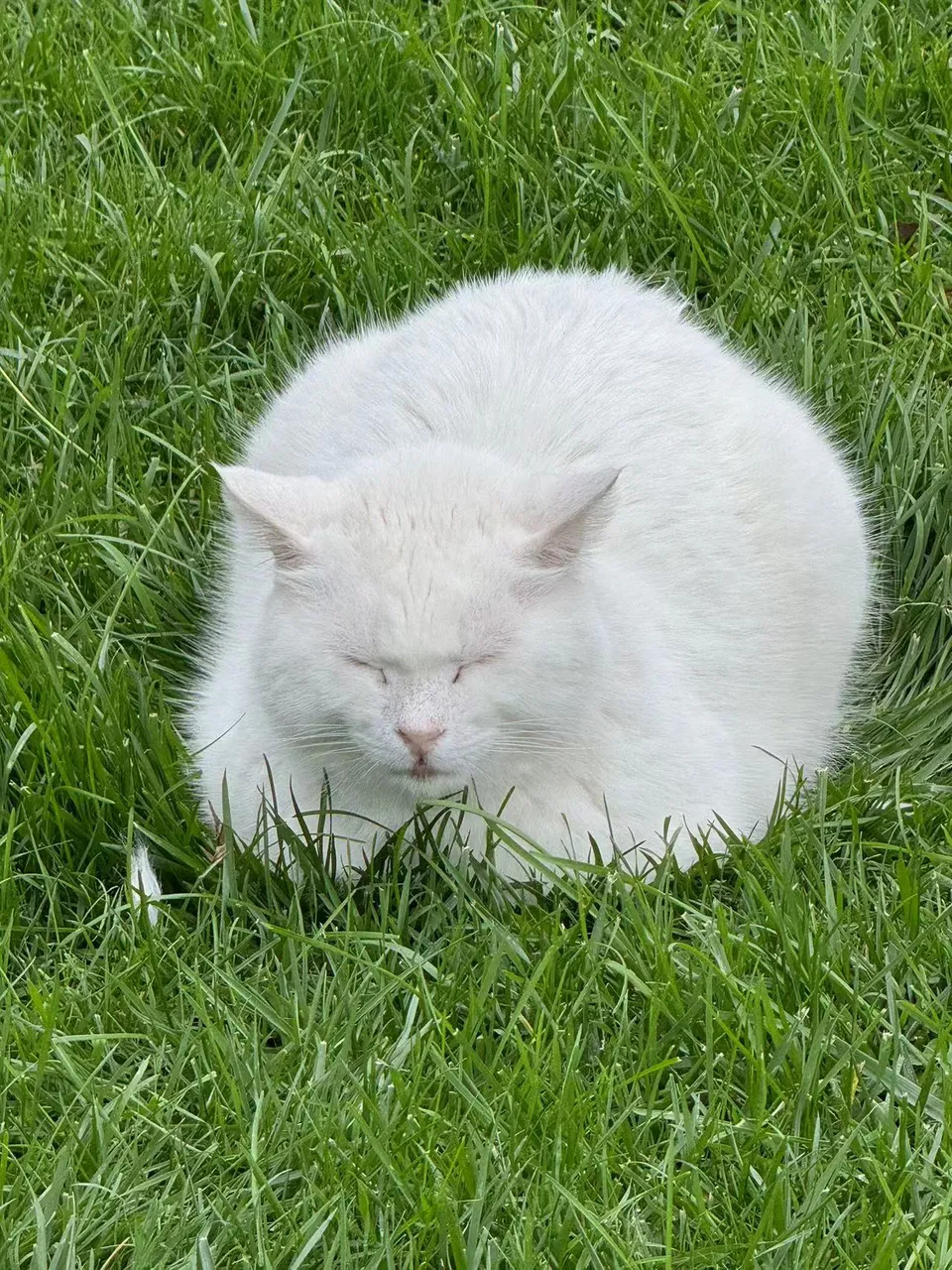013-cat.jpg