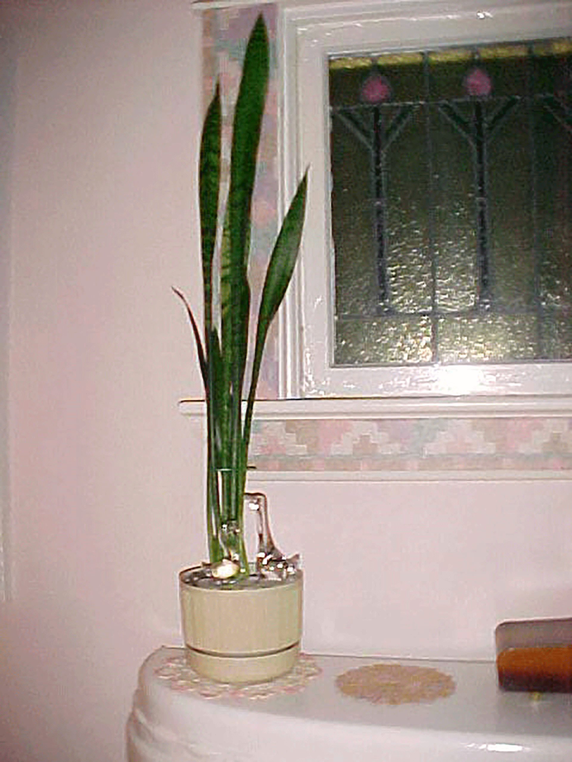 plant-1.gif
