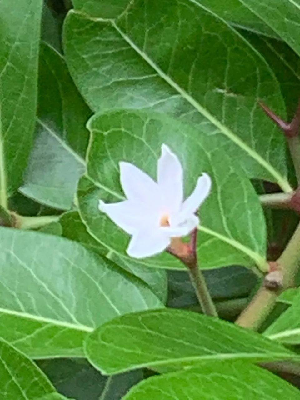 fruit13.jpg