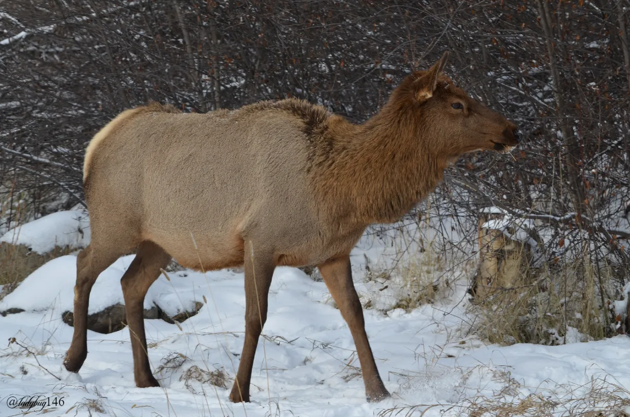elk (5).jpg