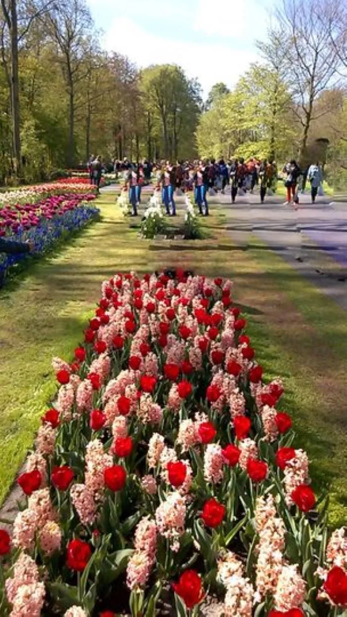 " " \"tulips9.jpg\"""