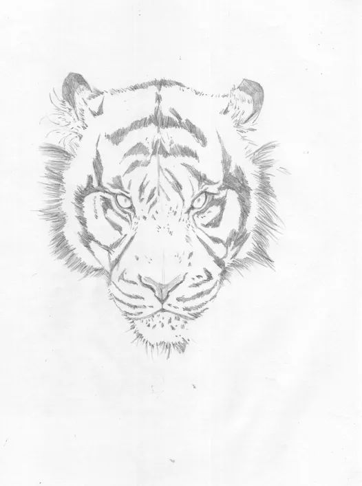 tigre05.jpg