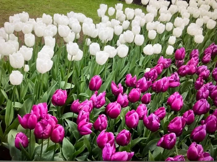 " " \"tulips7.jpg\"""