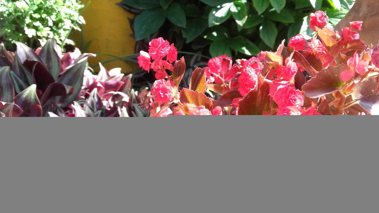 begonia.jpg