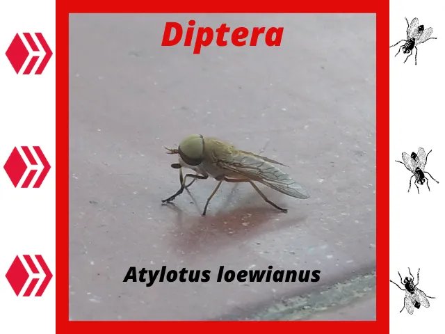 Diptera.png