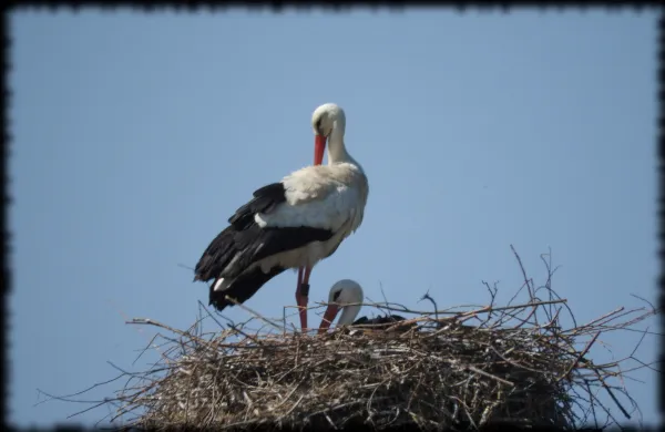 Storch6.jpg