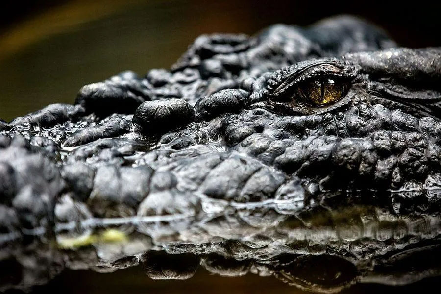 croco07.jpg