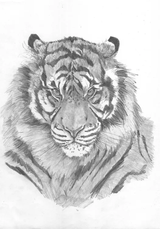 tigre09.jpg
