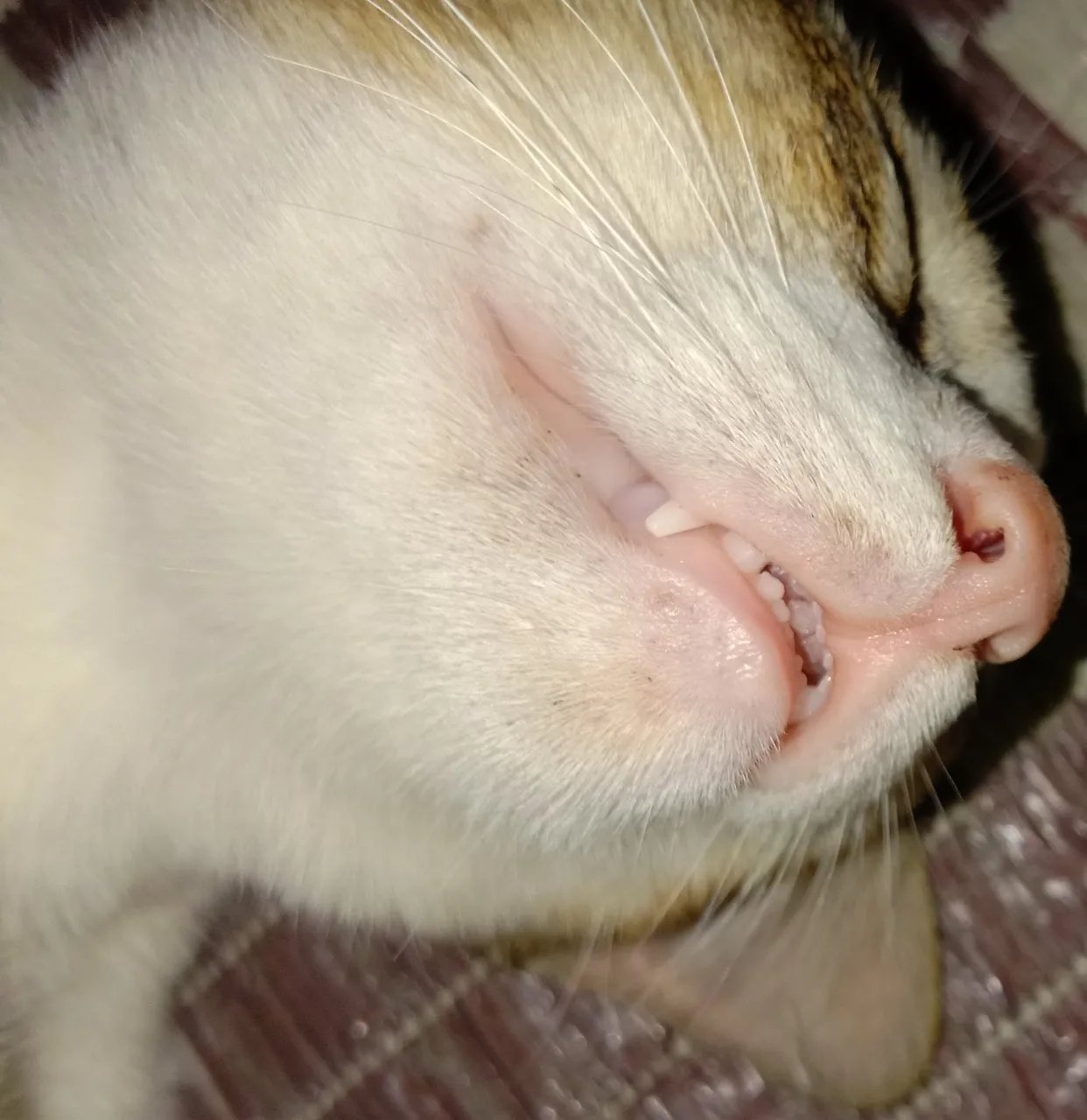 Tooth 2.jpg