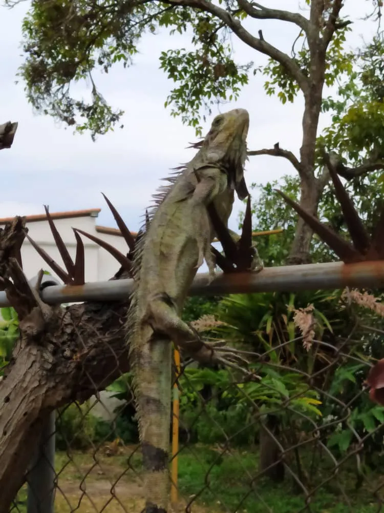 iguana1.jpg