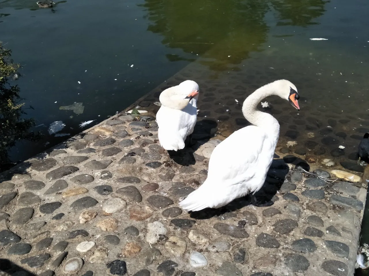 pond 1.jpg