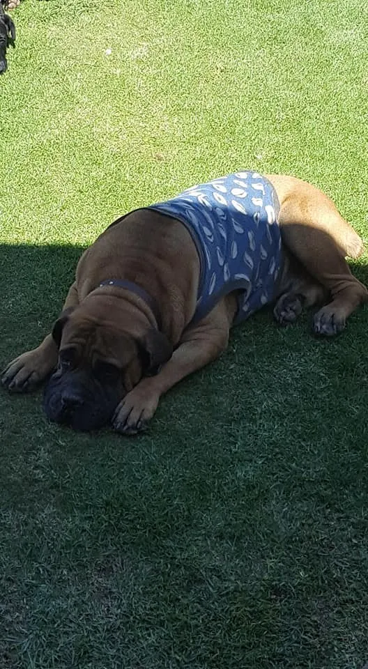 Lresting.jpg