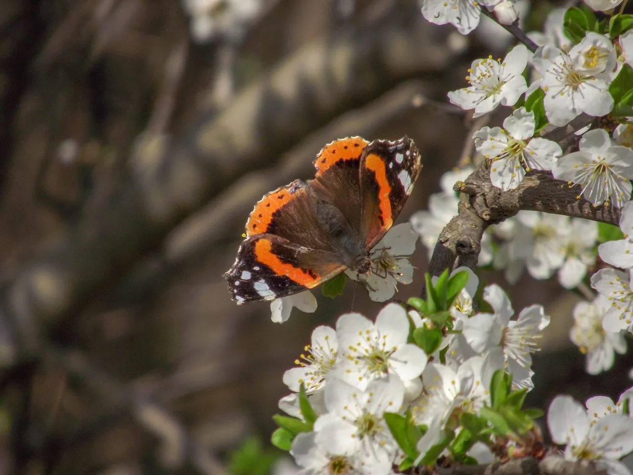 DSCF5517.jpg