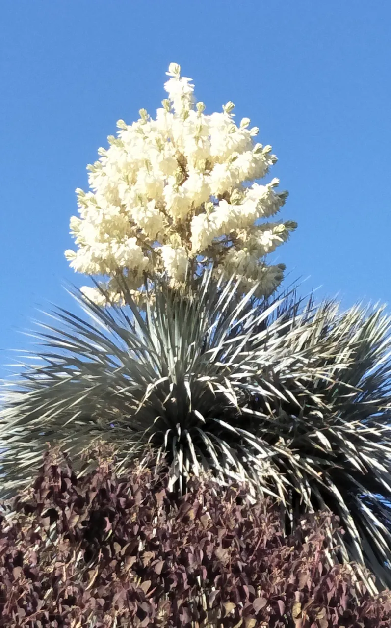Yuca 1.jpg