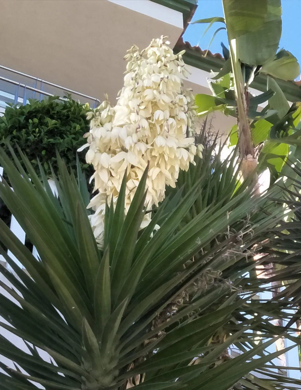 Yuca 3.jpg