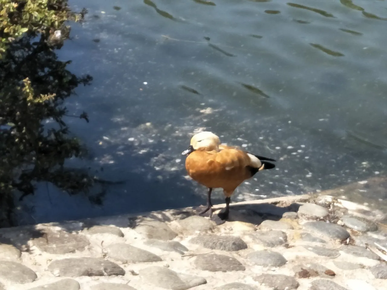 pond 3.jpg