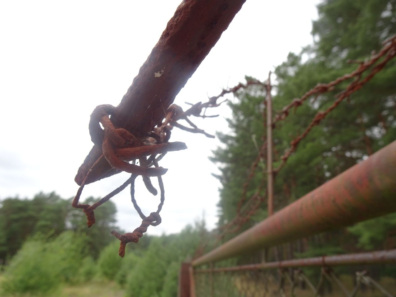 Rusty barbered wired fence