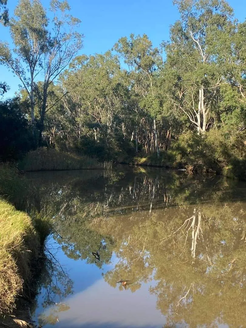 The creek was not that inviting for a swim but nice for a morning parkrun.