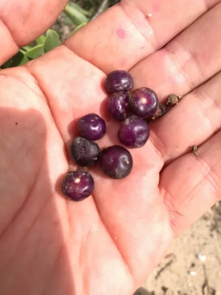These berries are used to make Australian Gin.