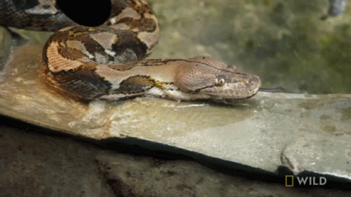 python hehe