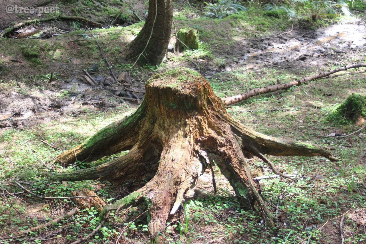 stump3.jpg