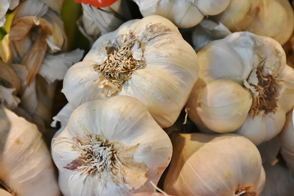 garlic.jpg