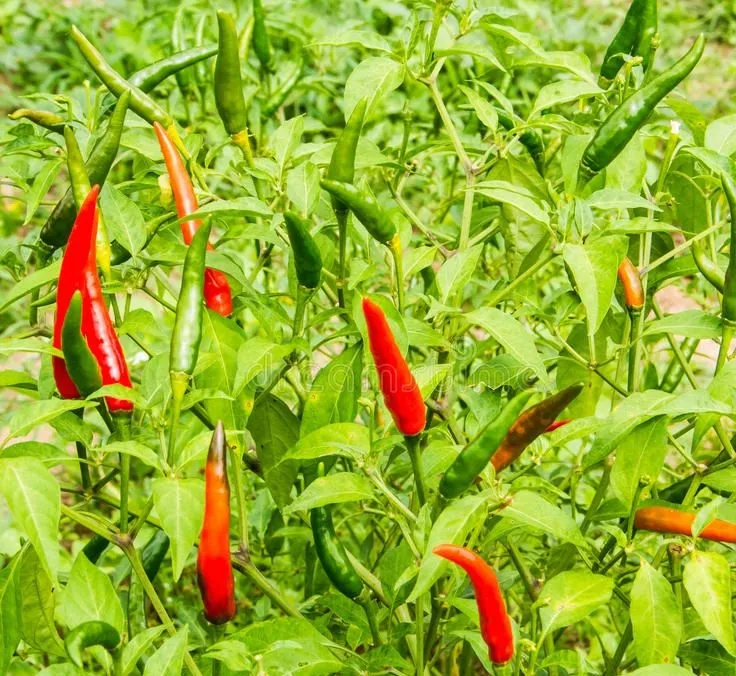 chilli.jpg