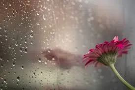flower.jpg