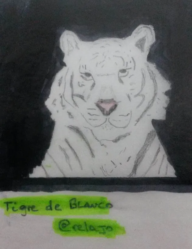 tigre5.jpg