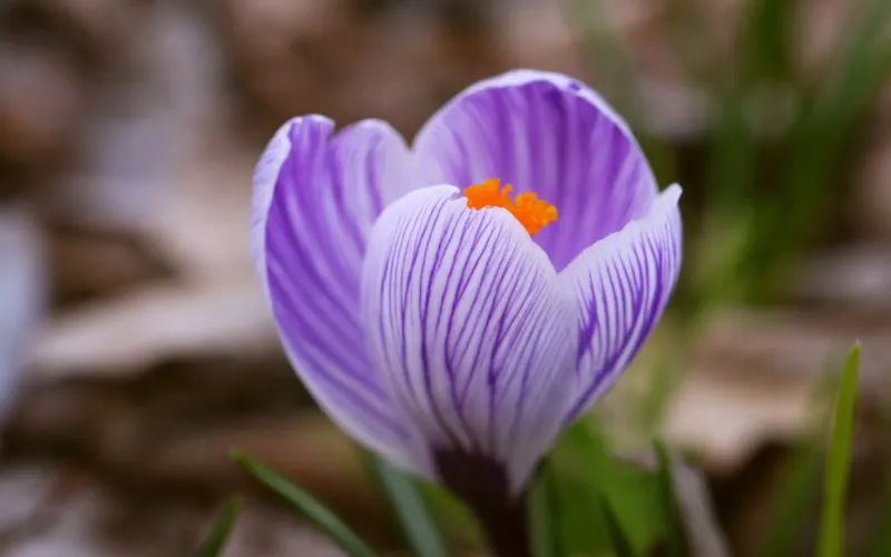 Crocus.jpg