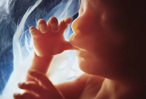 foetus.jpg