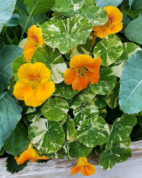 orange.png