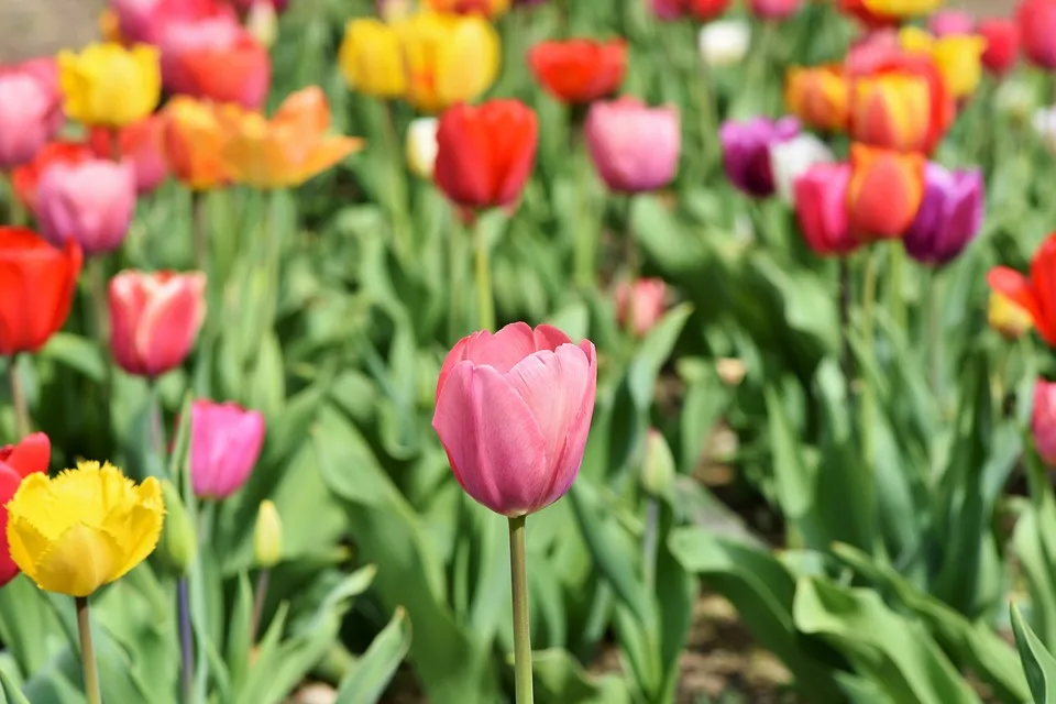 flower.jpg