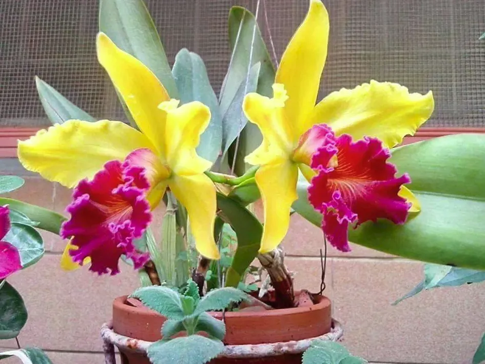 flower.png