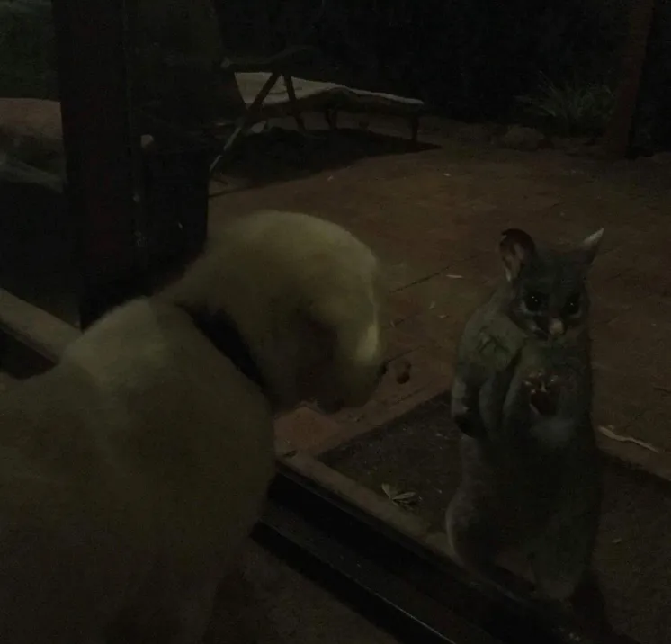 possum.PNG