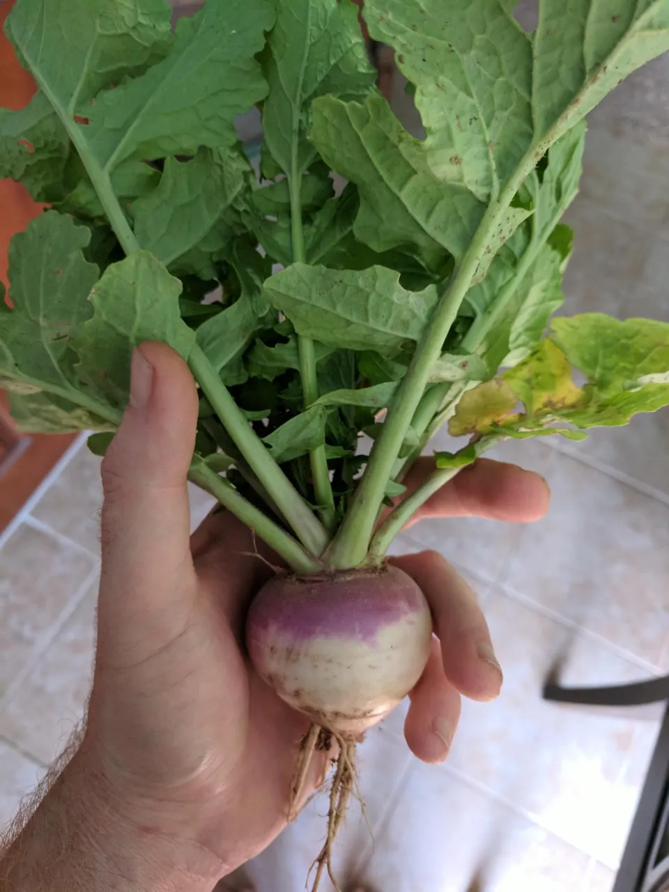 turnip.jpg