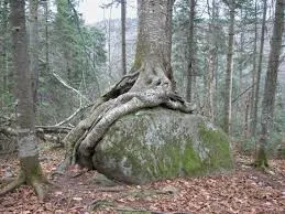 images.jpg