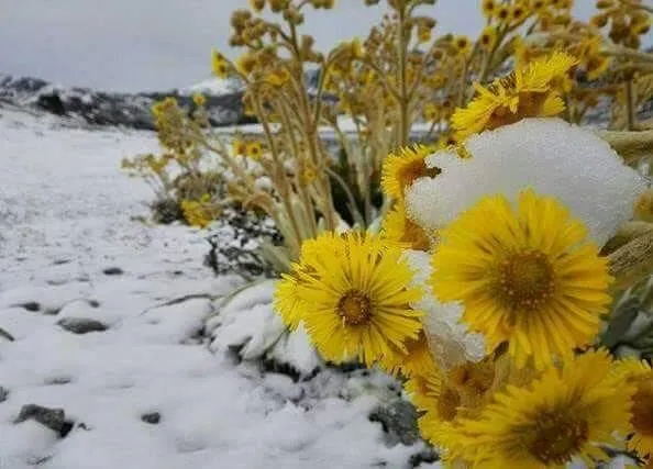 nevada.jpg