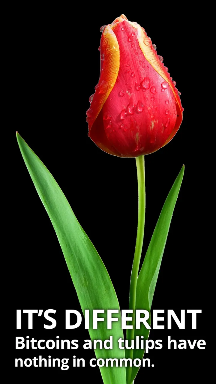 tulip2.png