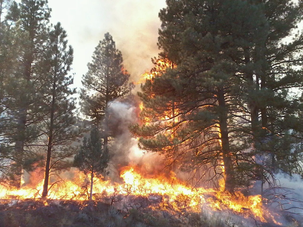 firex3.jpg
