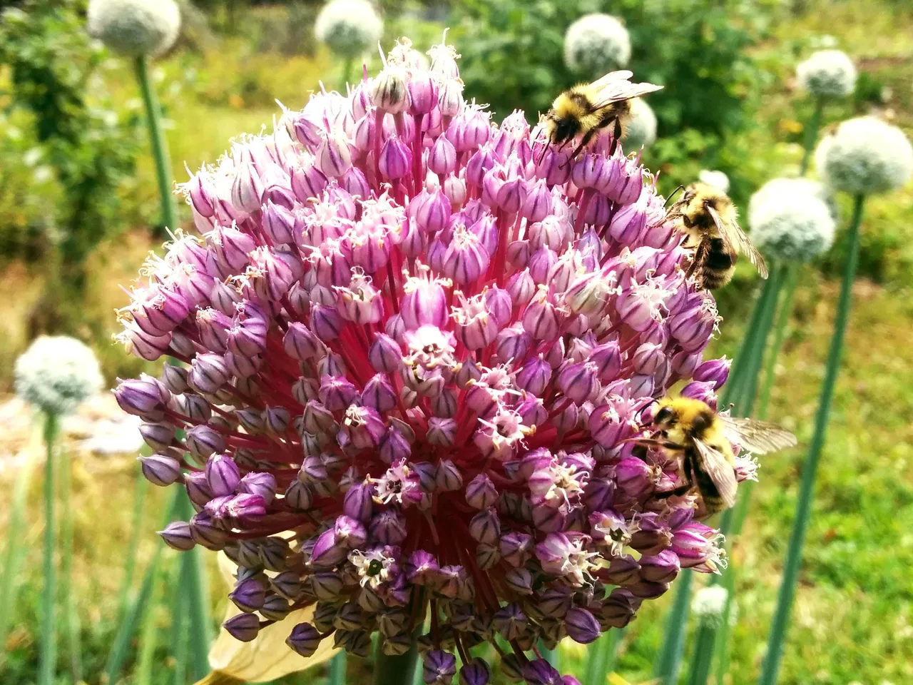 allium.jpg