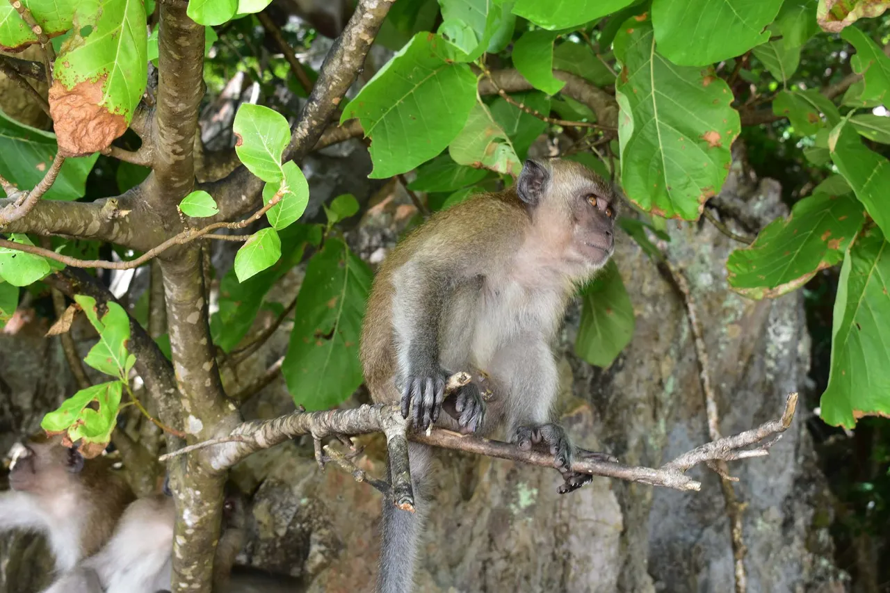 Monkey.jpg