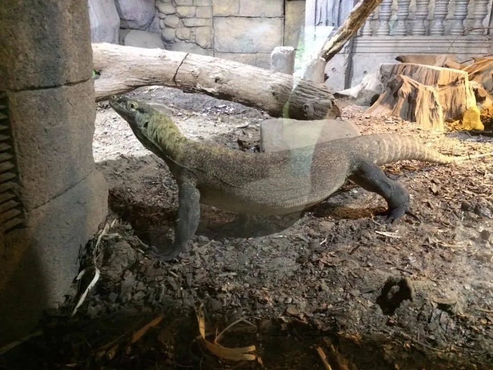 comodo.jpg