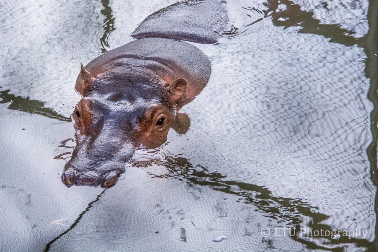 zoo1-1.jpg