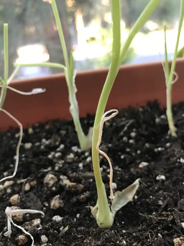 onions.jpg