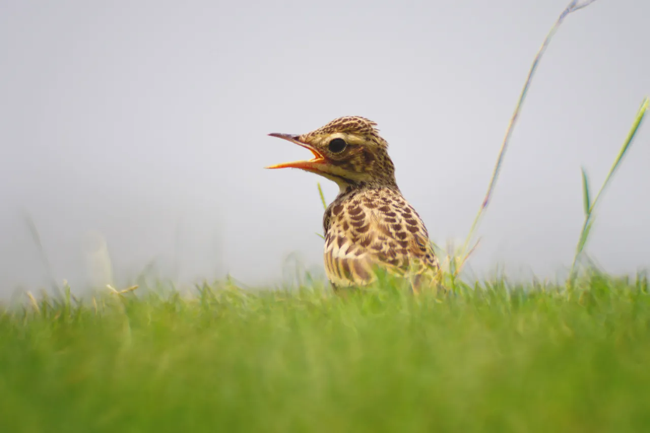 pipit2.jpg