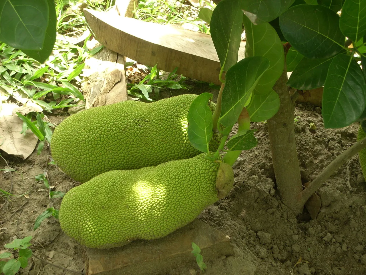 nangka.JPG