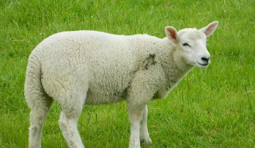 sheep1.jpg