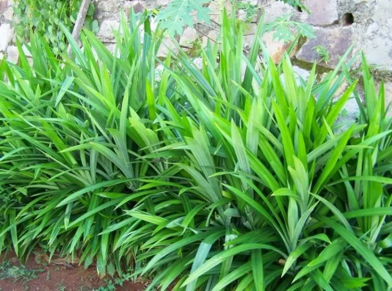 PANDAN.jpg